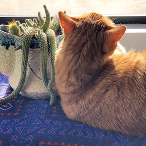 cactus cat feline planter plant meow friend
