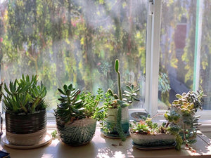 a wondrous indoor garden