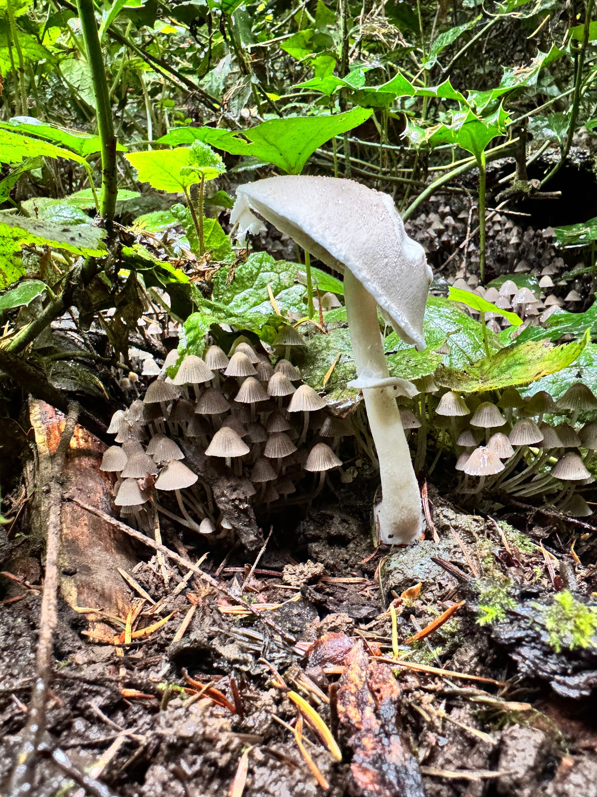 Looking Ahead | Vase Series