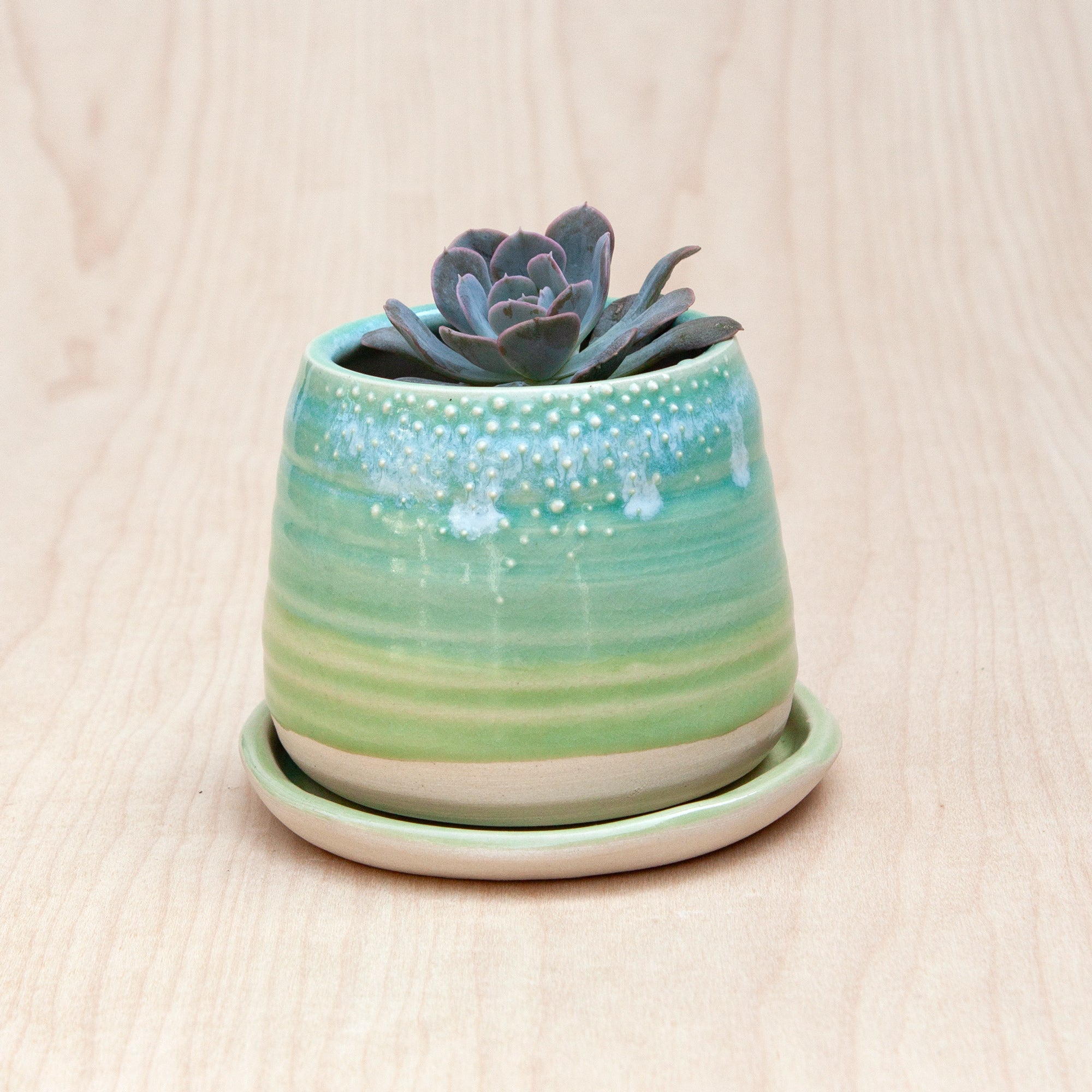 Barnacle Babe Planter in Caribbean