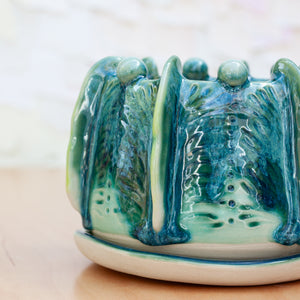 Euphorbia Planter in Cactus