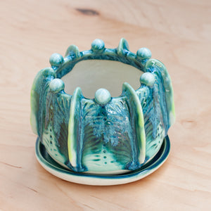Euphorbia Planter in Cactus