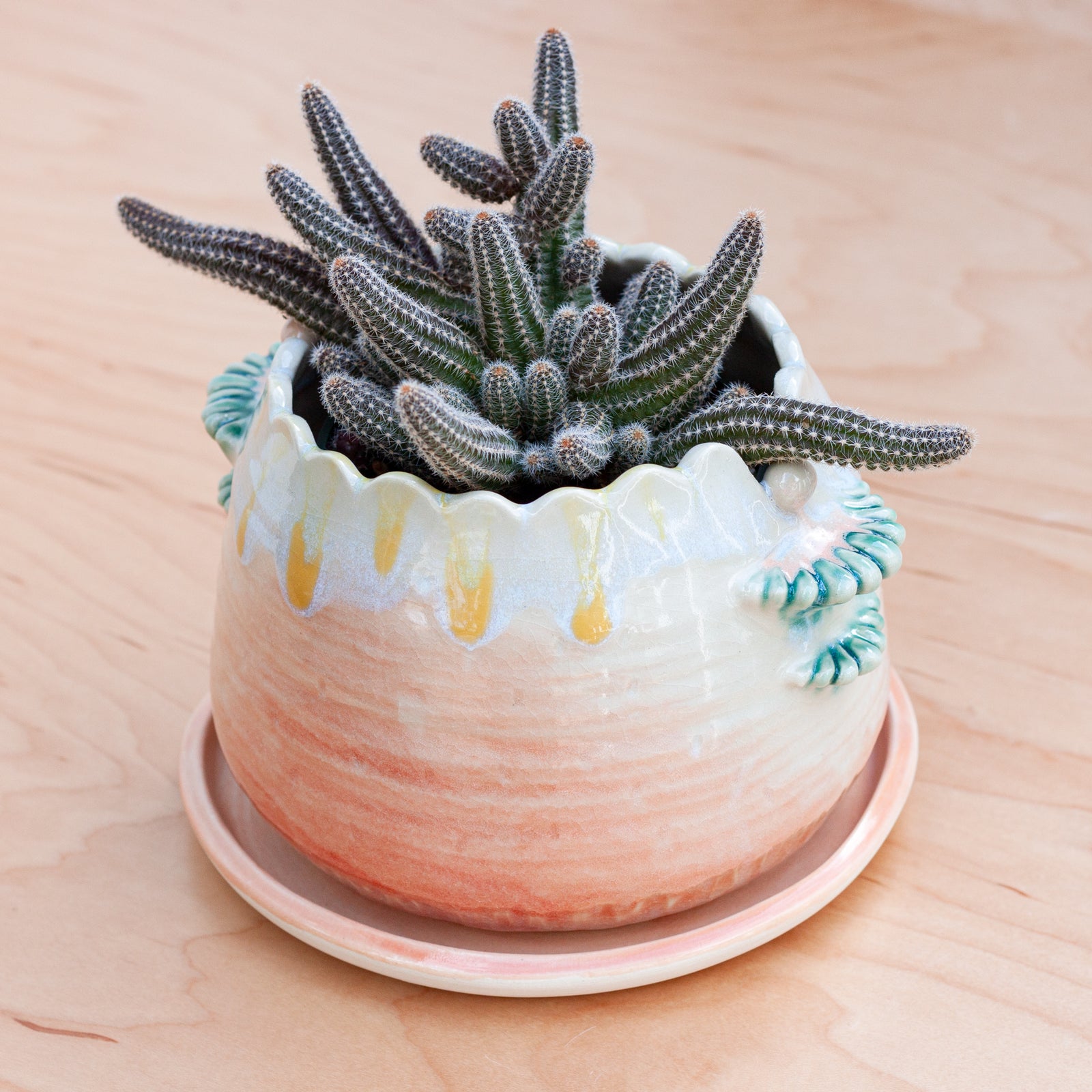 Scallop Planter in Solar Ray